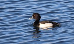 Ağrı Dağı’nda nadir 3 kuş türü görüntülendi