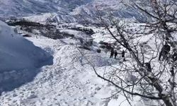 Ahıra çığ düştü: 44 küçükbaş öldü