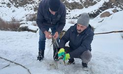 Hakkari'de buz tutan Zap Suyu'nda balık avı
