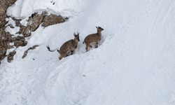 Sümbül Dağı’nda dağ keçileri görüntülendi