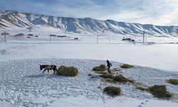 Zorlu kışta Vanlı besicilerin mesaisi sürüyor