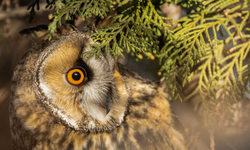 Van kırsalında baykuşlar kışı geçiriyor