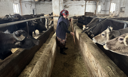 Kadın girişimci devlet desteğiyle manda sayısını arttırdı