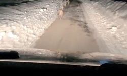 Hakkari’de karla mücadele sırasında Kurt Sürüsü ile karşılaşıldı