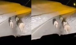 Hakkari’de kurt sürüsü yolda görüntülendi