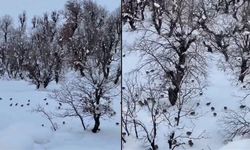 Hakkari Geçitli'de keklikler köye indi