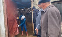 Sisli havada köye inen kurt 200 koyunu telef etti