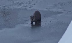 Hakkari Yüksekova’da su samuru görüntülendi