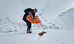 Şemdinli'de yaban hayvanları ve kuşlar unutulmadı