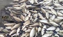 Gölette balık ölümlerine inceleme