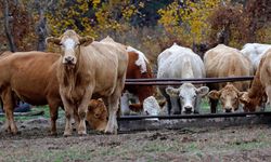 Yem sanayicileri ramazan sonuna kadar zam yapmayacak