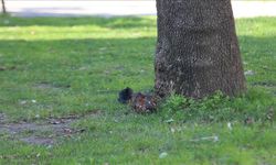 Parkta patlamamış mühimmat paniği