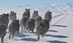 Van'da mahalle yakınına inen domuz sürüsü görüntülendi