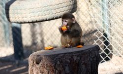 Kurtarılan maymun yavrusu güvenli barınağa yerleştirildi