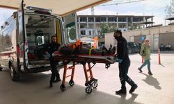 Budadığı ceviz ağacından düşüp yaralandı