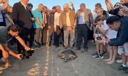 Caretta caretta 'Cumhuriyet'i 10 bin kişi izledi