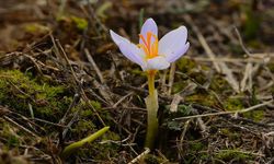 Baharın müjdecisi ilk cemre havaya düştü