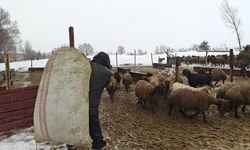 Muş'ta devlet desteğiyle hayvancılık gelişiyor