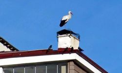 'Baharın müjdecisi' leylekler erken geldi