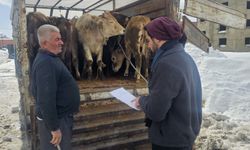 Hakkari’de hayvan sağlığı ve sevk kontrolleri sıkılaştırıldı