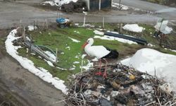 3 yıldır göç etmeyen leylek, aynı yuvada kışı geçiriyor