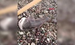 Amatör balıkçıların oltasını yavru köpek balığı takıldı