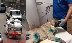 Kamyonete bağlanarak sürüklenen köpek kurtarıldı