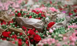 Antalya’dan Sevgililer Günü için Avrupa’ya 75 milyon çiçek