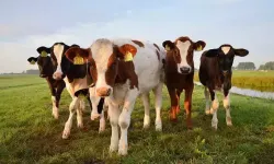 TÜİK: Büyükbaş sayısı yüzde 4,3, küçükbaş yüzde 5,4 arttı