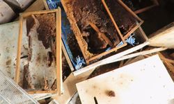 Ayı, tarihi 'hanay'lara girip balları yedi