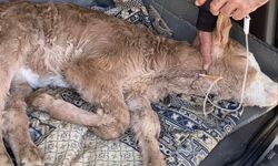 Buzağısının serumu bitene kadar başından ayrılmadı