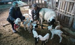 Koyun tek batında 9 yavru doğurdu