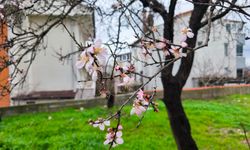 Meyve ağaçları, şubat ayında çiçek açtı