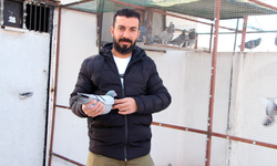 Güvercinini bulup getirene 75 bin TL ödül verecek