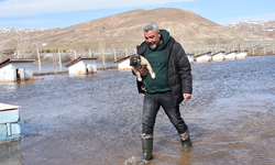 Kangal köpeği çiftliği su altında kaldı