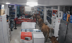 Sahibinden kaçan inekler bir işyerine girdi