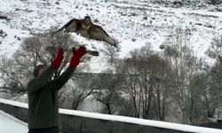 Tedavileri tamamlanan 3 şahin doğaya salındı
