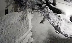 Köyde kedi avlayan vaşak kamerada