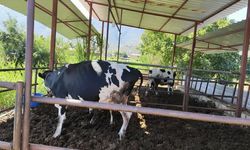 11 mahalle şap hastalığı nedeniyle karantinaya alındı