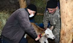 Hakkari'de veteriner hekimler aşı mesaisinde