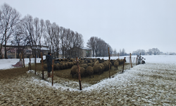 Devlet desteğiyle hayvancılık gelişiyor