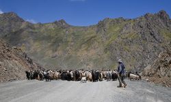 Hakkari’de  küçükbaş hayvan desteği başlıyor