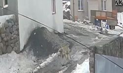 Sürüden kaptığı kazı götüren kurt, güvenlik kamerasında