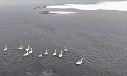 Ötücü kuğular kışı Van Gölü Havzası’nda geçiriyor