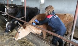 Hayvan sağlığı için uluslararası işbirliği güçleniyor