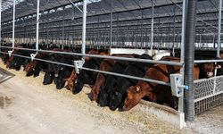 Et ve Süt Kurumu’ndan teslimat süreci açıklaması