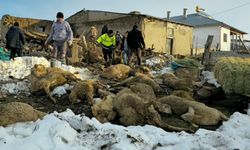 Üzerinde kar biriken ağıl çöktü, 40 koyun öldü