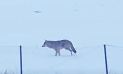 Yalnızçam Dağları'nda 3 ayaklı kurdun yaşam mücadelesi