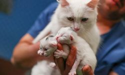 Van kedilerinde 'B' kan grubunun daha baskın olduğu belirlendi