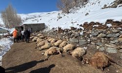 Ahırda çıkan yangında 67 küçükbaş hayvan öldü